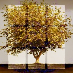 Window2 on an Amber Tree 3x2